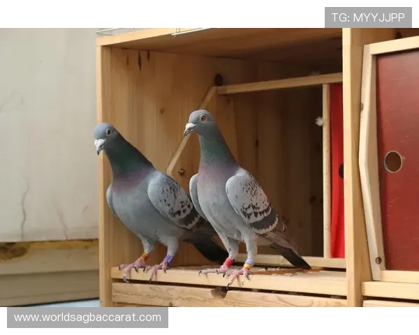 上ag真人必赢方法：结合数据分析的必赢策略让你在游戏中稳操胜券